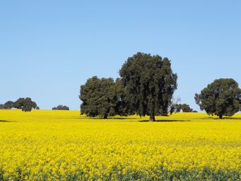 341_canola_dscf6101.jpg