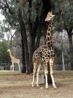 341_giraffe_bull_dscf5328.jpg