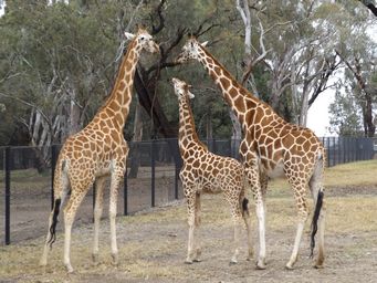 341_giraffes_dscf5336.jpg