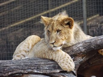 341_lion_cub_dscf5619.jpg