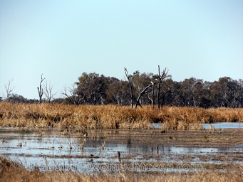 341_marshes_dscf6305.jpg