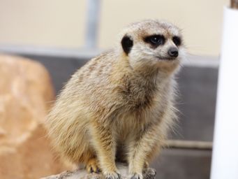 341_meercat_dscf5314.jpg