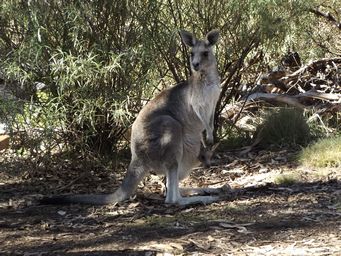 341_roo_and_joey_dscf5235.jpg