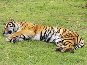 341_sumatran_tiger_dscf5512.jpg