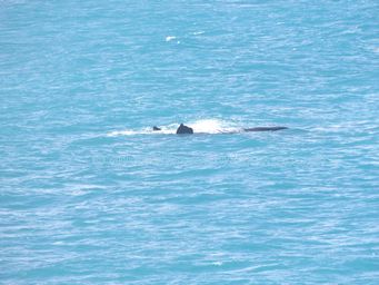 341_whale_watch_dscf3338.jpg