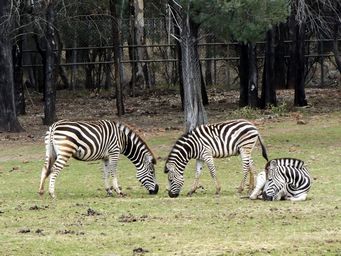 341_zebras_dscf5494.jpg