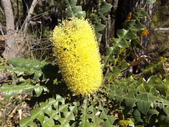 1024_banksia_grandis_bull_banksia_dscf1761c.jpg