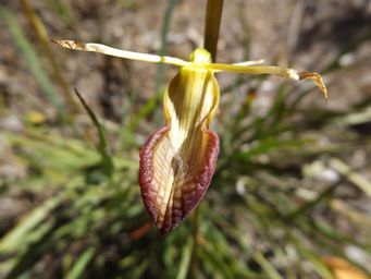 1024_cryptostylis_ovata_slipper_orchid_dscf1719c.jpg