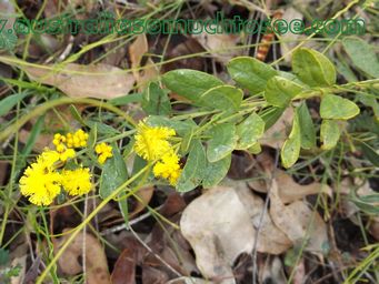 1024xacacia_dscf8820.jpg