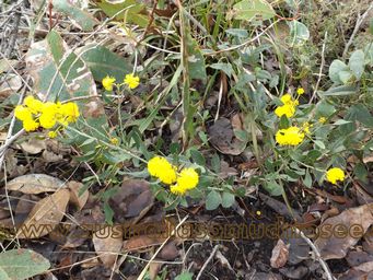 1024xacacia_dscf8846.jpg