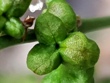 110_caesia_micrantha_pods_20201129_105226cc.jpg