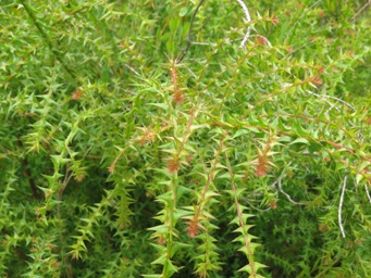 341_acacia_divergens_foliage_img_0017.jpg