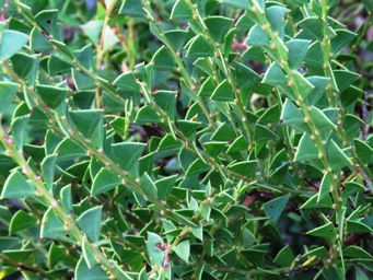 341_acacia_littorea_img_6415c.jpg