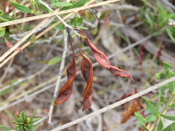 341_acacia_nervosa_seed_pods_img_6772.jpg