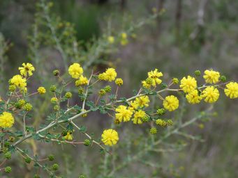 341_acacia_pulchella_img_1041.jpg