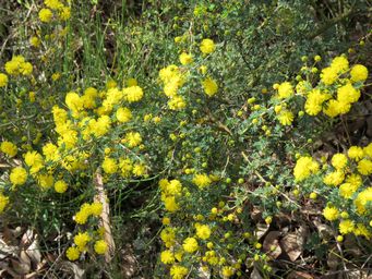 341_acacia_pulchella_img_3781.jpg