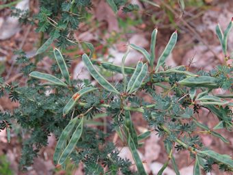 341_acacia_pulchella_pods_forming_img_2044.jpg