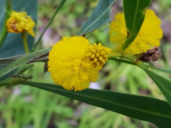 341_acacia_saligna_171910.jpg