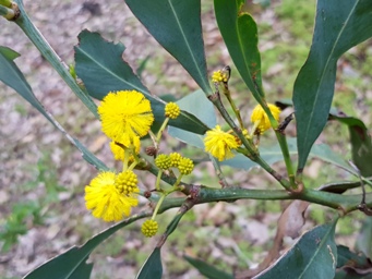 341_acacia_saligna_172010.jpg