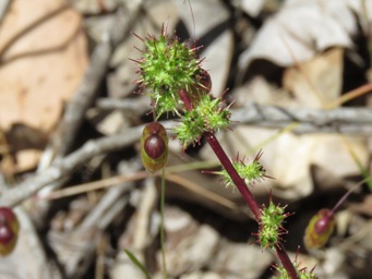 341_acaena_echinata_burrs_img_9768c.jpg