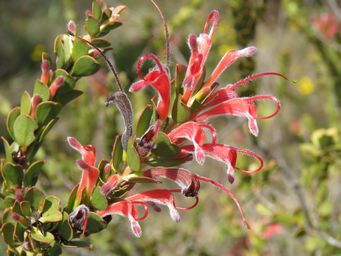 341_adenanthos_obovatus_img_9966.jpg