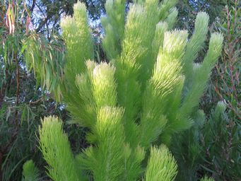 341_adenanthos_sericeus_img_1098.jpg