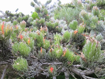341_adenanthos_sericeus_ssp_sericeus_img_1253c.jpg