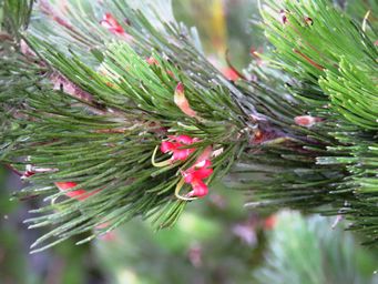 341_adenanthos_sericeus_subsp_sericeus_img_6424a.jpg