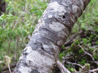 341_adenanthos_sericeus_trunk_img_6684a.jpg