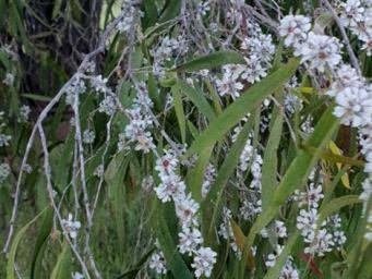 341_agonis_flexuosa_3957_n_c.jpg