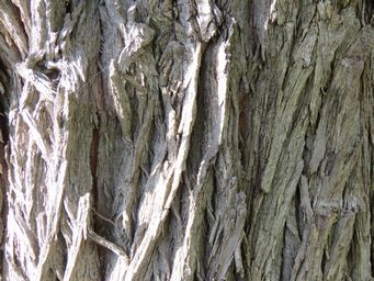 341_agonis_flexuosa_bark_img_6449.jpg