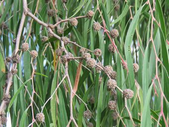 341_agonis_flexuosa_nuts_img_6448.jpg