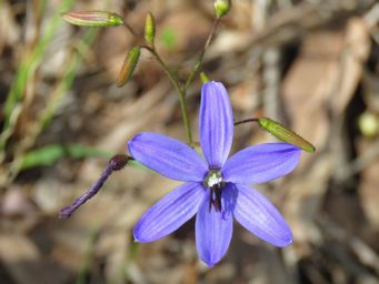 341_agrostocrimum_hirsutum_img_6563c.jpg