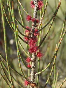 341_allocasuarina_corniculata_img_9910b.jpg