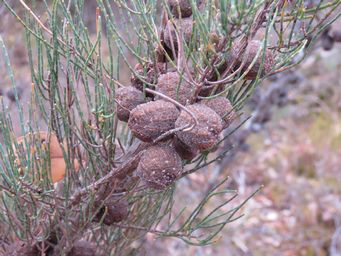 341_allocasuarina_humilis_fresh_cones_img_3138.jpg