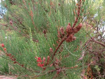 341_allocasuarina_lehmanniana_img_1147c.jpg