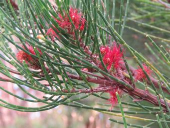 341_allocasuarina_lehmanniana_img_1149c.jpg