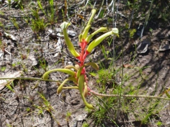 341_anigozanthos_bicolor_090123cas.jpg