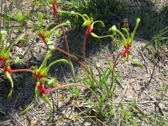 341_anigozanthos_bicolor_img_2700c.jpg