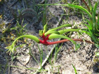 341_anigozanthos_bicolor_img_2703.jpg