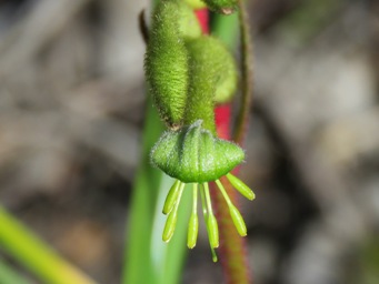 341_anigozanthos_bicolor_img_5887c.jpg