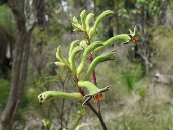 341_anigozanthos_flavidus_img_4775.jpg