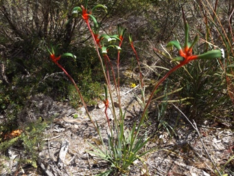 341_anigozanthos_manglesii_dscf5849tc.jpg