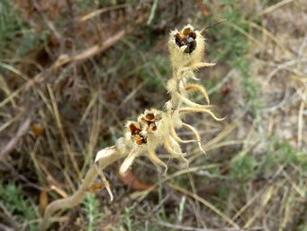 341_anigozanthos_manglesii_seeding_img_3191ca.jpg