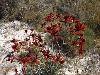 341_anigozanthos_rufus_dscf8094.jpg