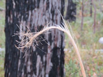 341_austrostipa_img_0754c.jpg