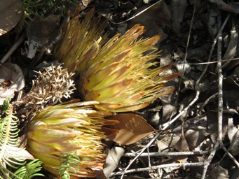 341_banksia_bipinnatifida_img_5484.jpg