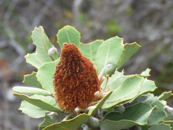 341_banksia_coccinea_scarlet_banksia_waddib_finished_img_1259ca.jpg