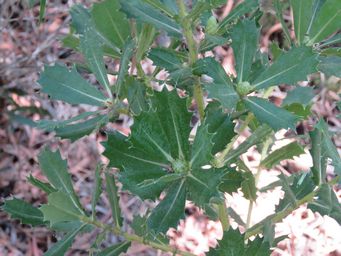 341_banksia_illicifolia_img_6483.jpg