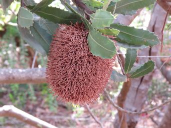 341_banksia_lemanniana_img_5913.jpg